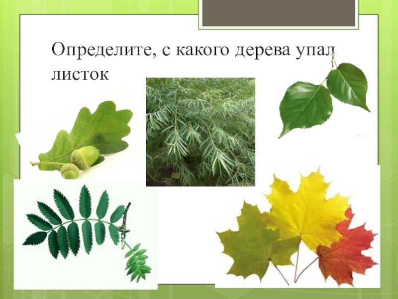 С какого дерева листок. Определи с какого дерева листок. Определи с какого дерева упал листок. Игра определи с какого дерева листок.