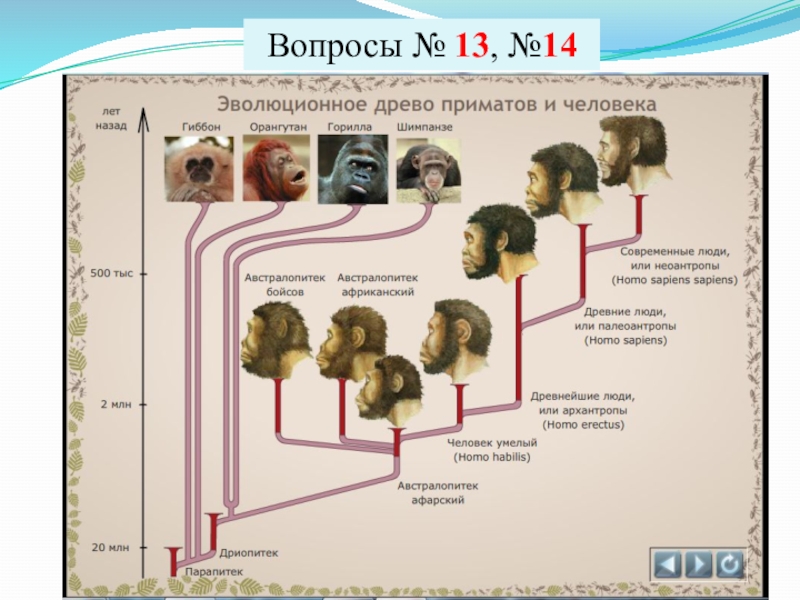 Эволюция человека возможные результаты проект по биологии