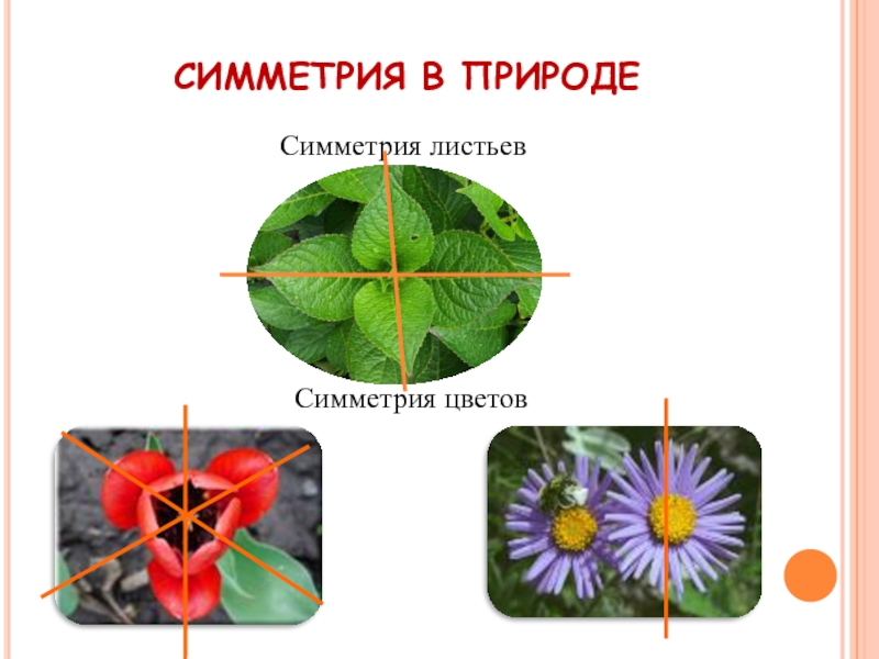 Проект на тему симметрия в природе 8 класс