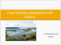 Презентация ученицы 7 н класса Лесковской Даны на тему  Виды рыбы на Волге