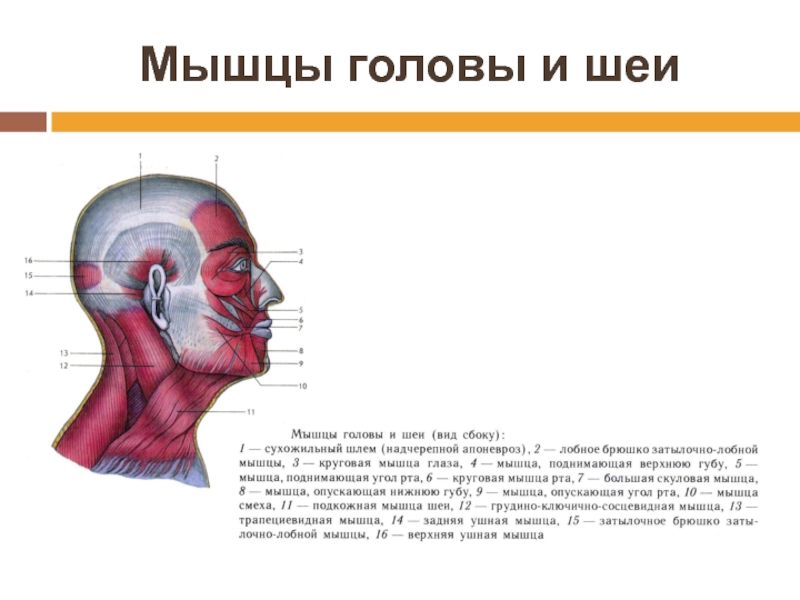 Мышцы головы и шеи. Мышцы головы вид сбоку. Мышцы головы и шеи сбоку. Мышцы головы биология 8 класс. Перикраниальные мышцы шеи и головы.