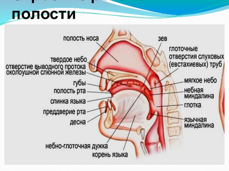 Ротовая полость строение