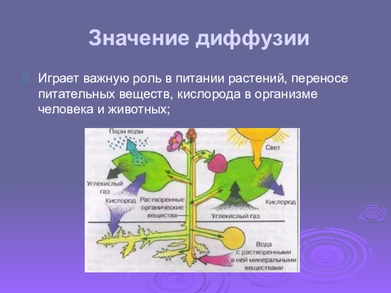 Тип питания растений