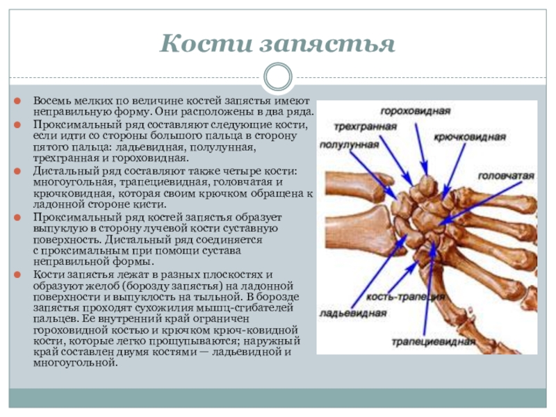 Определить кость по фото