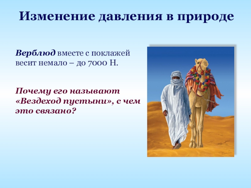 Верблюд вместе с поклажей весит немало – до 7000 Н.Почему его называют «Вездеход пустыни», с чем это