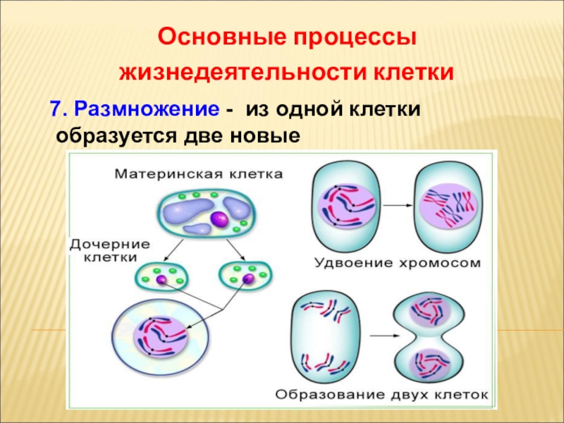 Рост клетки этапы. Процессы жизнедеятельности клетки 5 класс деление клетки. Размножение клетки 5 класс биология. Размножение клетки путем деления. Как называется размножение клеток.
