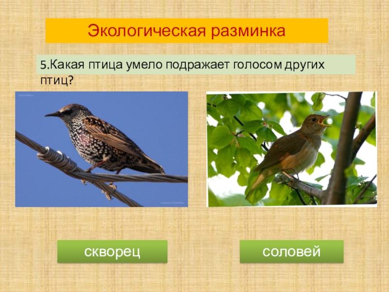 чёрные трупиалы. краснокрылый дрозд. ворон птица продолжительность жизни. приспособление скворца. какие птицы умеют имитировать.