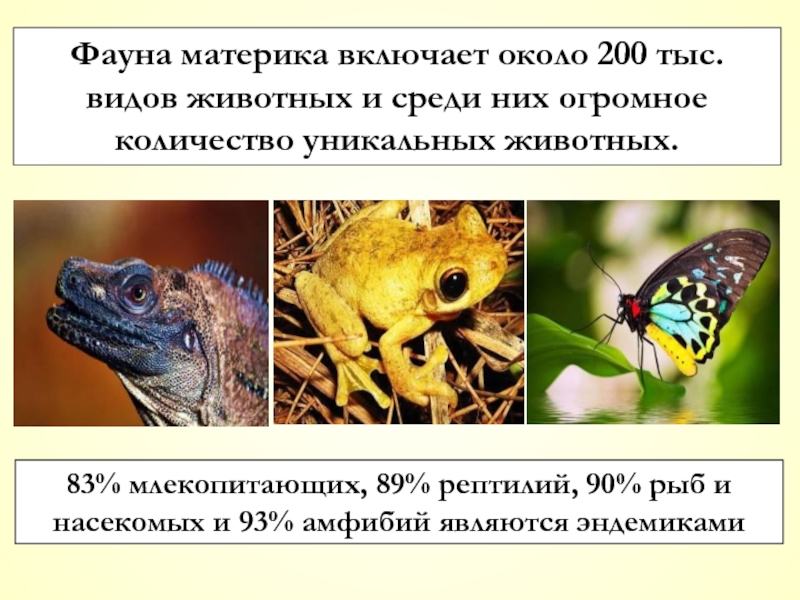 83% млекопитающих, 89% рептилий, 90% рыб и насекомых и 93% амфибий являются эндемиками Фауна материка включает около 200