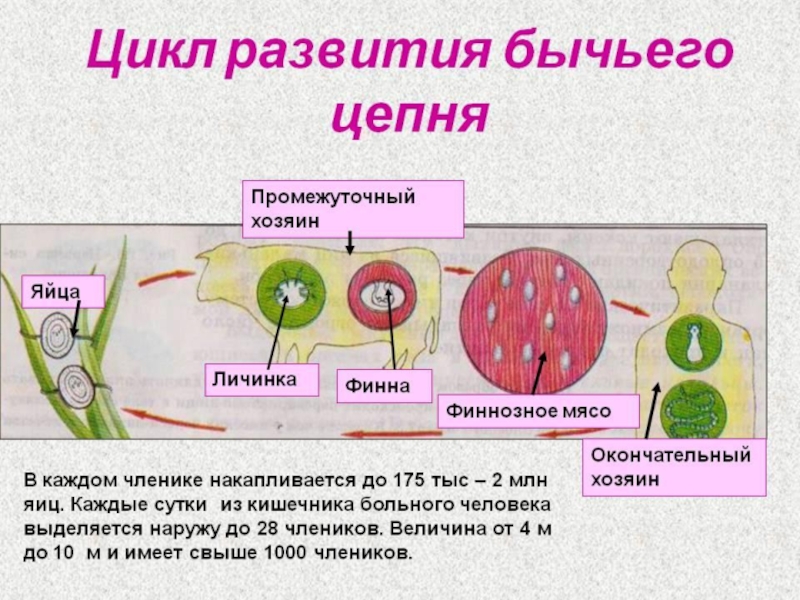 Цикл развития бычьего цепня 7 класс биология схема