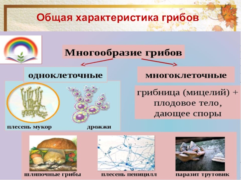 Общая характеристика грибов 5 класс биология презентация