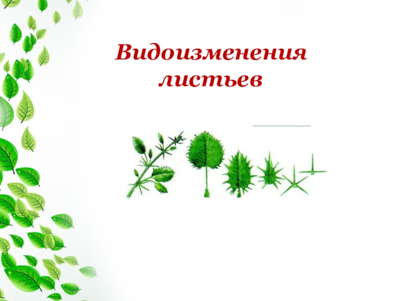 6 листьев. Лист строение видоизменения. Клеточное строение листа видоизменение листьев. Строение листа видоизменение листьев. Видоизменение листьев 6 класс.