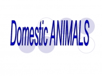 Презентация по английскому языку на тему Домашние животные