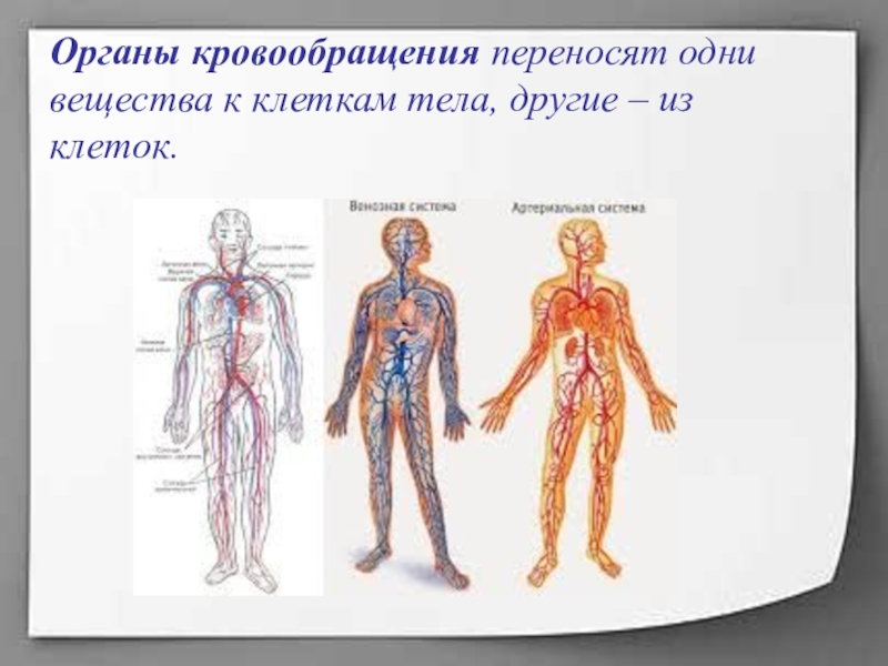 Основные органы кровообращения. Органы кровообращения человека. Система органов кровообращения. Органы кровообращения человека 3 класс. Органы кровообращения 4 класс.