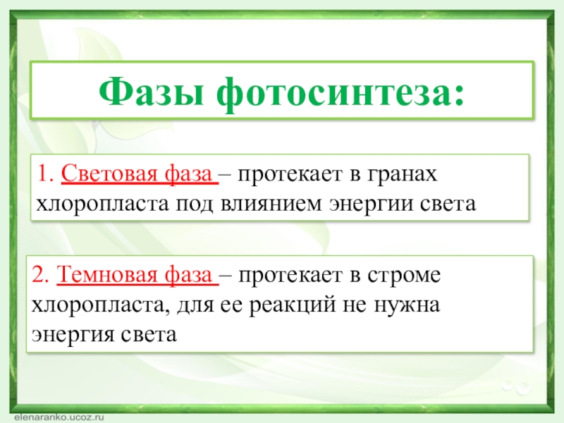 Фазы фотосинтеза:1. Световая фаза – протекает в гранах хлоропласта под влиянием энергии света2. Темновая фаза – протекает