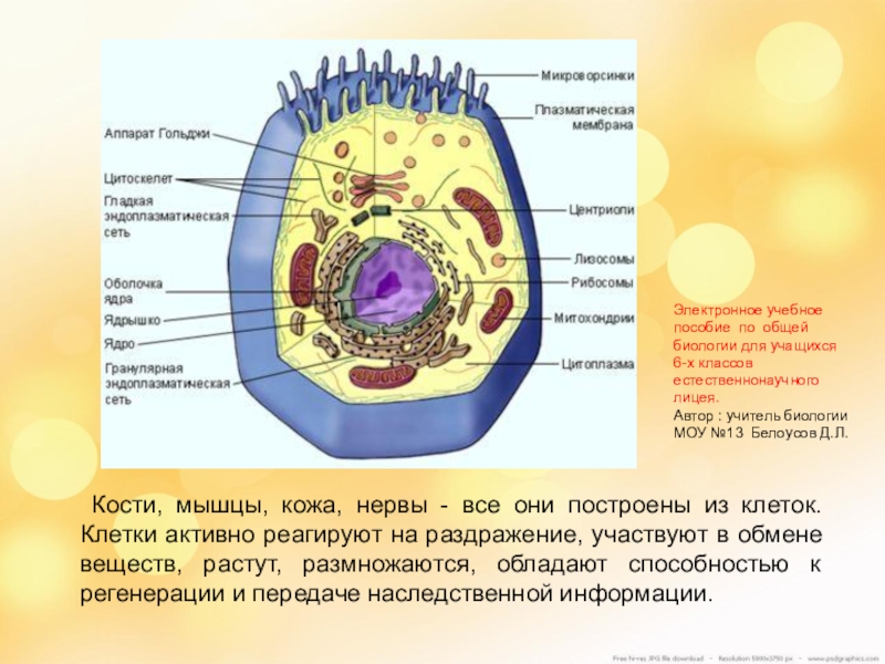 Активные клетки 4. Строение клетки кожи биология. Презентация по биологии 8 класс клеточное строение организма. Микроворсинки растительной и животной клетки. Клетки кожи имеют клеточного строения.