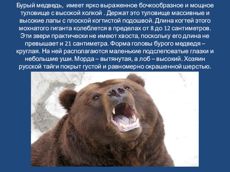 Максимальная скорость бурого медведя км ч. Форма тела бурого медведя. Бурый медведь презентация. Длина тела бурого медведя. Медведь для презентации.