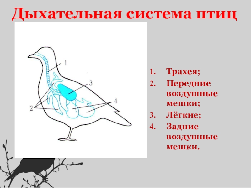 Органы дыхания птицы картинка