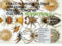 Презентация по биологии на тему: Пауки