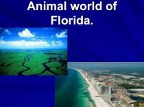 Презентация по английскому языку на тему : Animal world of Florida 7 класс