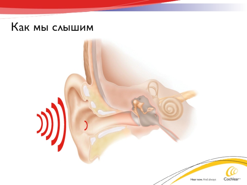 Найти что слышу. Как мы слышим. Как мы слышим звук. Схема как мы слышим. Слухопротезирование презентация.