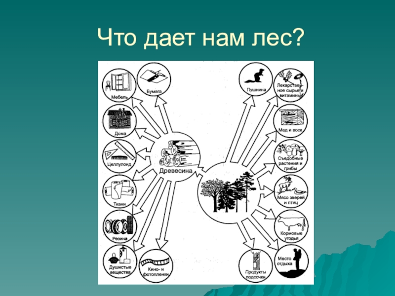 Что дает человек в 2. Что дает нам лес. Что дает лес человеку. Схема что дает нам лес. Схема что дает человеку лес.