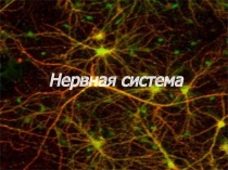 Урок на тему Нервная система