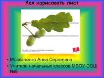 Презентация к уроку изобразительного искусства Учимся рисовать листья