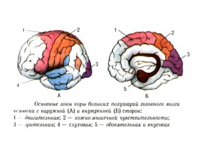 Процесс торможения в коре головного мозга