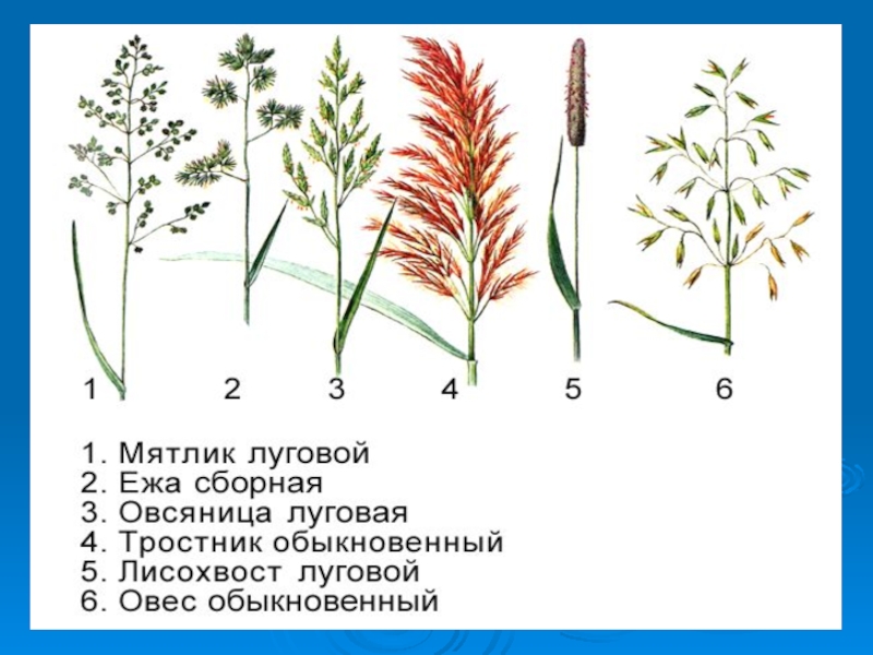 Семейство злаки рисунок