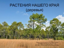 Презентация для дошкольников Растения нашего края (деревья)
