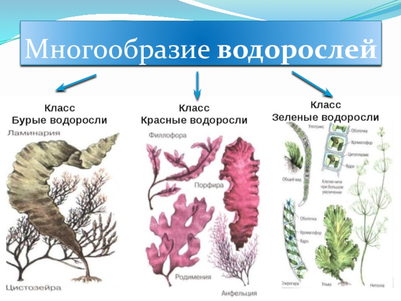 Разнообразие водорослей биология. Многообразие водоросле. Водоросли их разнообразие. Разнообразие зеленых водорослей. Водоросли зеленые бурые красные.