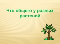 Презентация Что общего у разных растений