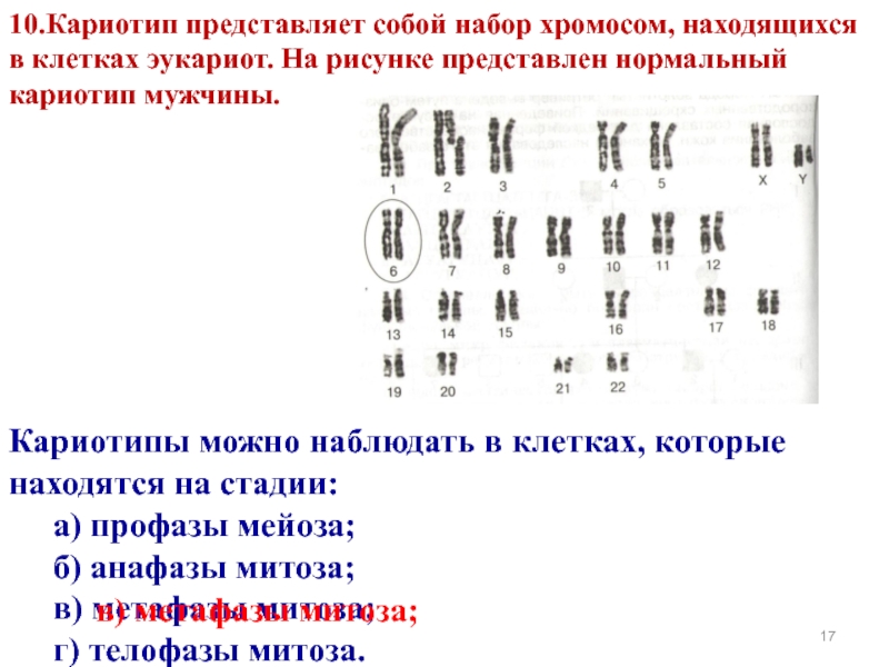 Увеличение числа хромосом в кариотипе