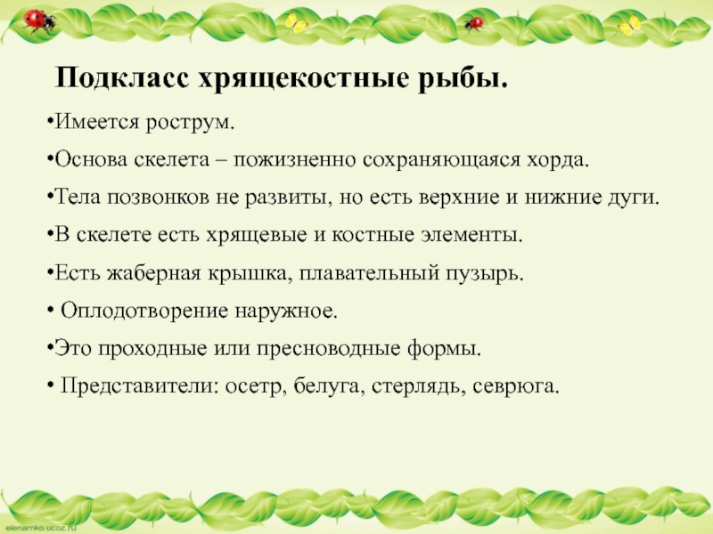 Подкласс хрящекостные рыбы.Имеется рострум. Основа скелета – пожизненно сохраняющаяся хорда. Тела позвонков не развиты, но есть верхние