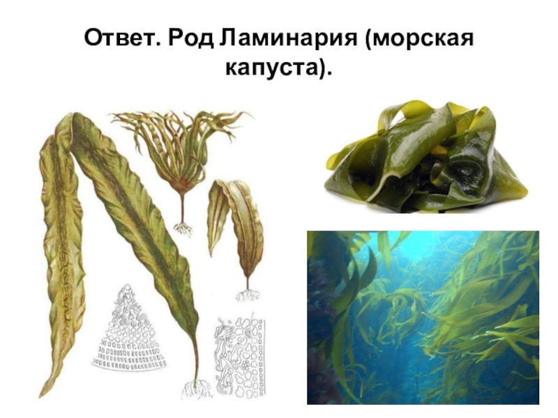 Виды ламинарии. Бурые водоросли ламинария. Ламинария плотнокопытная. Ламинария зеленая водоросль. Морская капуста ламинария.