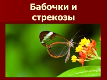 Презентация по биологии Бабочки и стрекозы