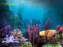 Презентация по биологии на тему  Многообразие водорослей,их роль в природе и практическое значение.