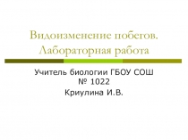 Презентация по биологии на тему Видоизменение побега