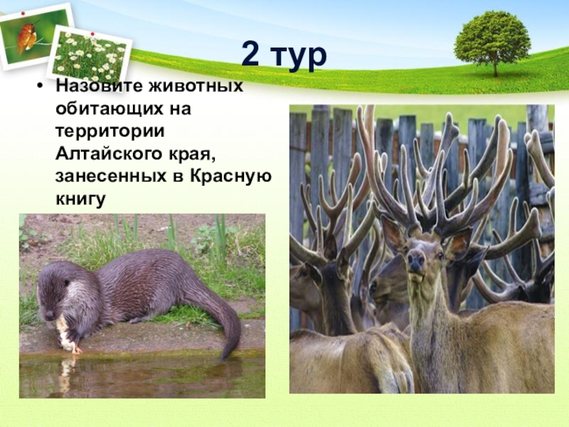Животные обитающие в алтайском крае