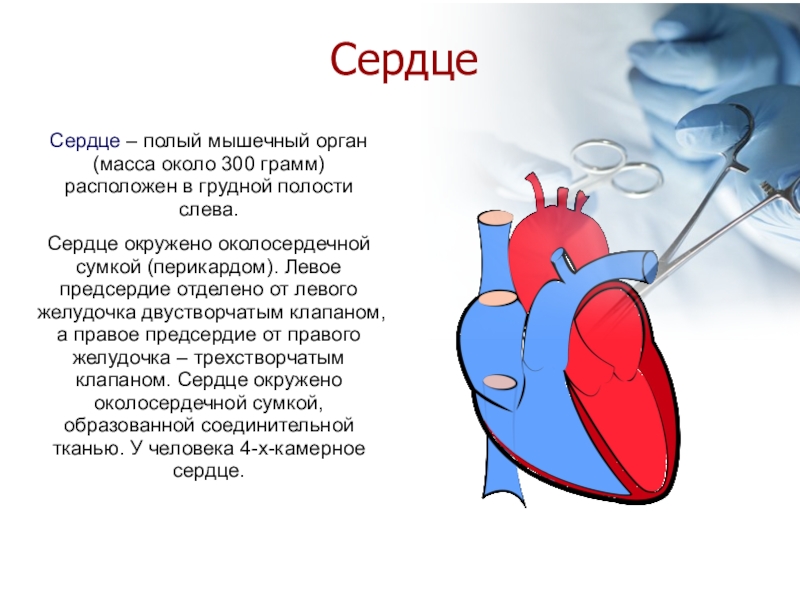 Сердце относится к. Сердце полый мышечный орган. Сердце. Что окружает сердце.