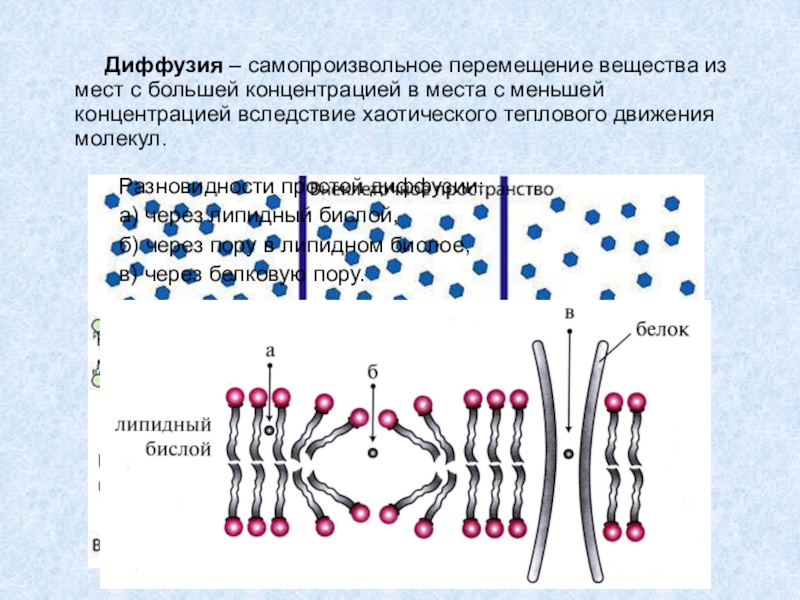 Перемещение веществ. Диффузия - самопроизвольное перемещение вещества .... Диффузия это самопроизвольное. Простая диффузия через липидный бислой. Простая диффузия схема.