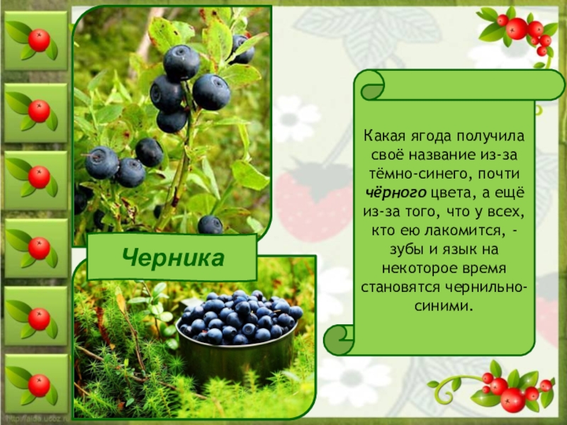 Какие ягоды собирали в рассказе конь. Какие ягоды. Темно синяя ягода название. Какие ягоды черного цвета.