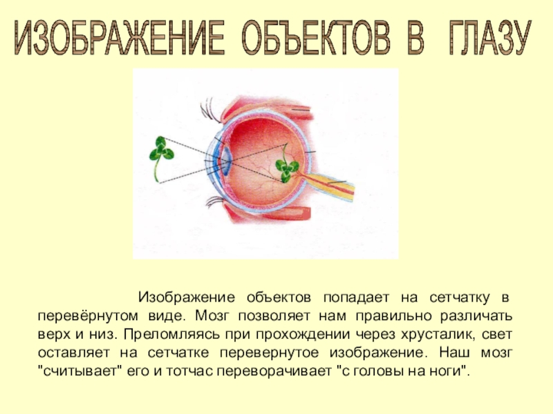 Почему изображение переворачивается в глазу