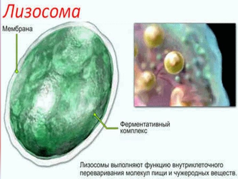 Лизосома в клетке картинка