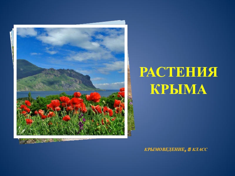 Презентация Презентация курса крымоведение по теме: Растения Крыма