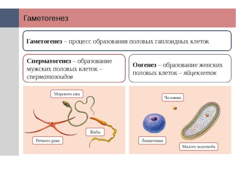 Образование полов. Процесс формирования половых клеток. Процесс образования женской половой клетки. Процесс образования мужских половых клеток у животных и человека. Процесс образования сперматозоидов.