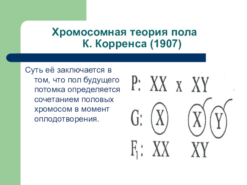 Хромосомная теория пола. Хромосомная теория Корренса. Генетика пола теория. Хромосомная теория генетика пола.