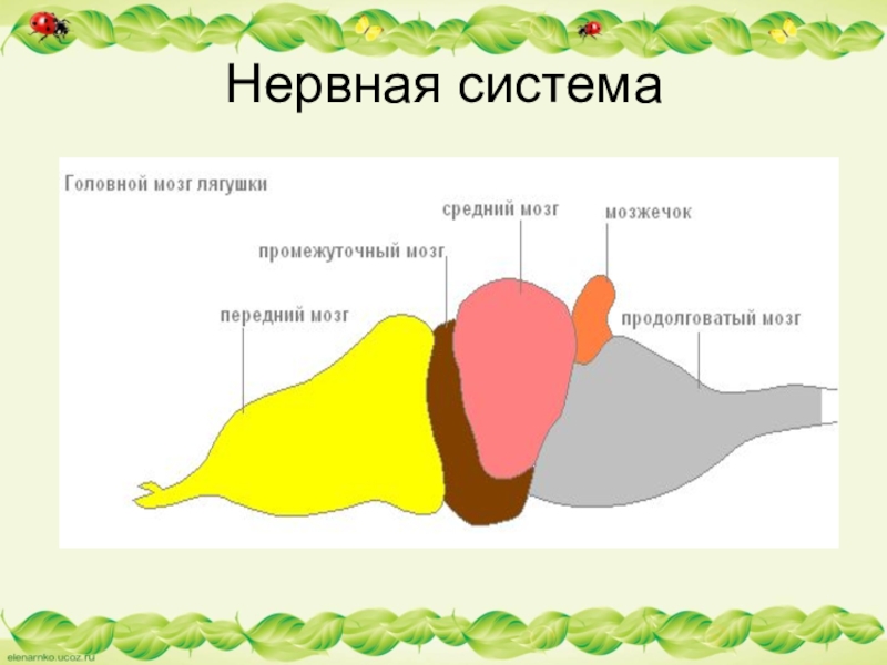 Мозг земноводных рисунок. Строение головного мозга лягушки. Схема головного мозга лягушки. Мозг лягушки строение. Строение головного мозга земноводных.