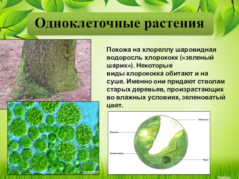 Появление одноклеточных водорослей. Одноклеточные водоросли хлорококк. Одноклеточная водоросль хлорелла. Одноклеточные растения хлорелла. Хлорелла плеврококк.
