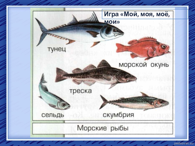 Название групп рыб. Рыбы список. Морская Промысловая рыба. Перечень морских рыб. Список промысловых рыб.